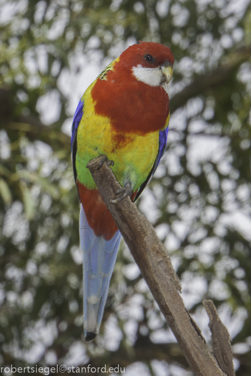 Eastern rosella